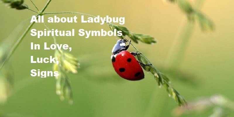 All about Ladybug Spiritual Symbols