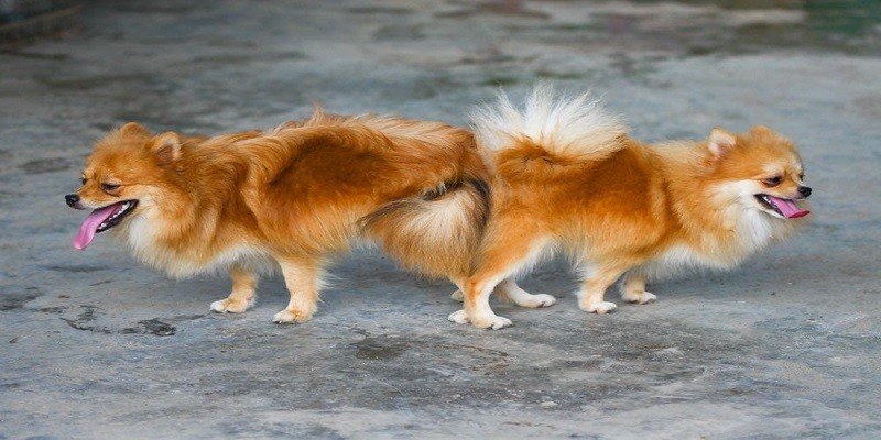 Can A Male Dog Mate With His Mother