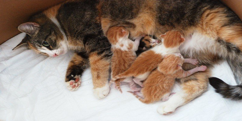 Can A Mother Cat Still Produce Milk After Being Spayed
