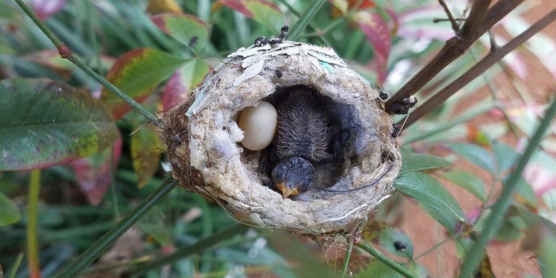 Can Bird Eggs Hatch Without Mother