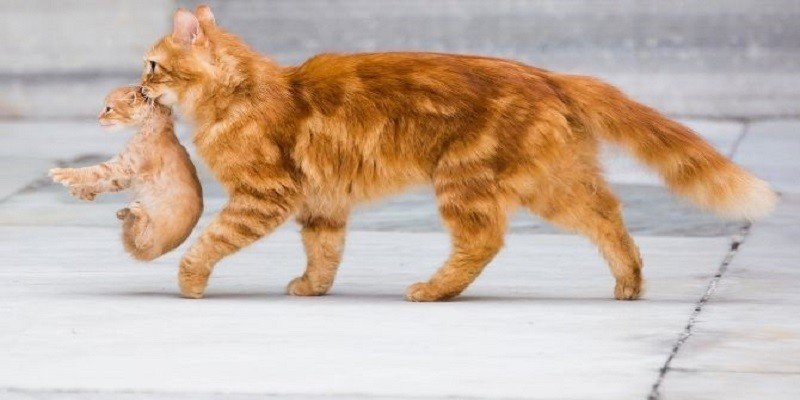 How Far Will A Mother Cat Move Her Kittens