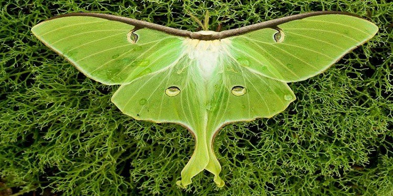 How To Attract Luna Moths