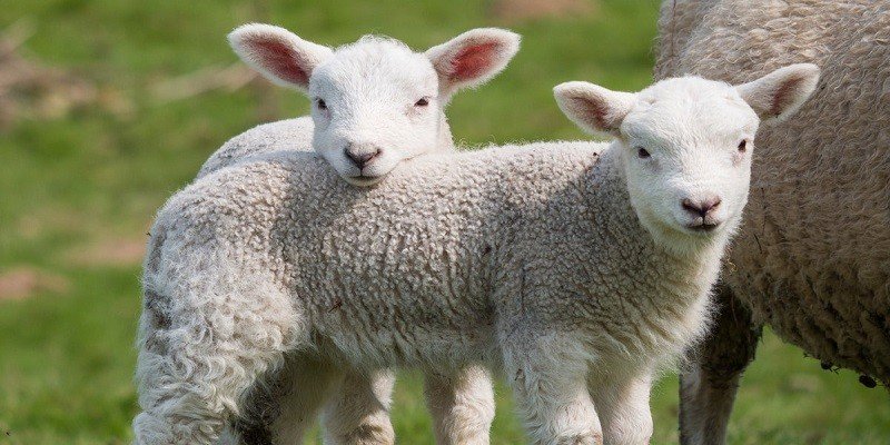 What Is A Lamb'S Mother Called