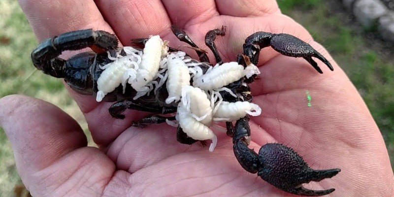 Are Baby Scorpions More Dangerous