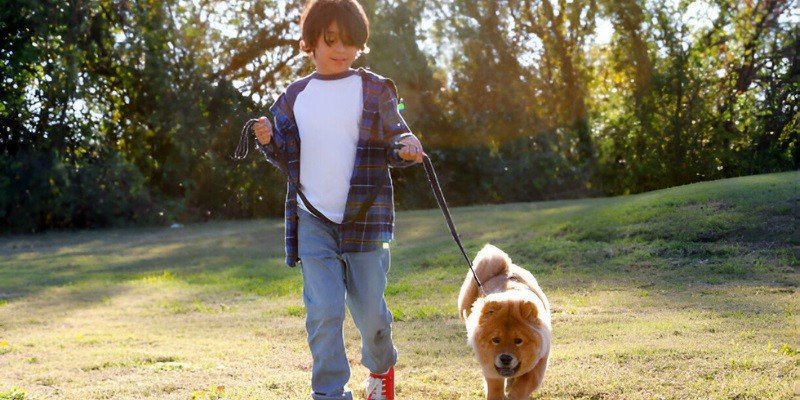 Are Chow Chows Good With Kids