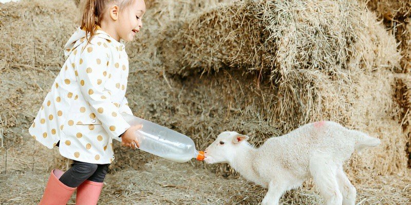 Are Lambs Baby Sheep