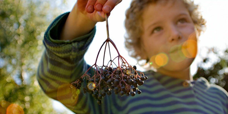 Can Babies Have Elderberry