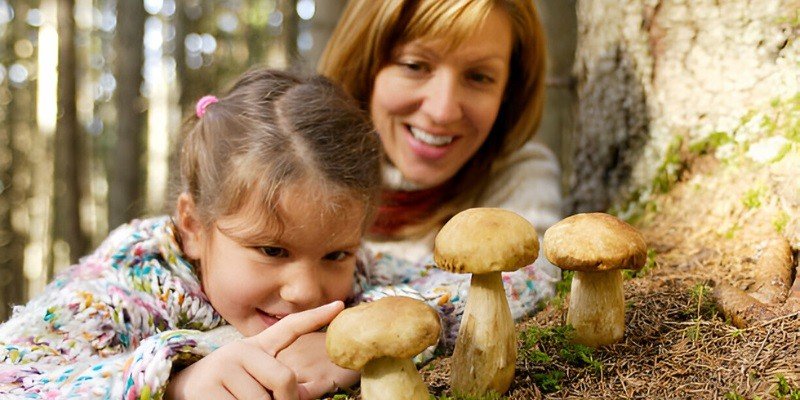 Can You Eat Baby Bella Mushrooms Raw